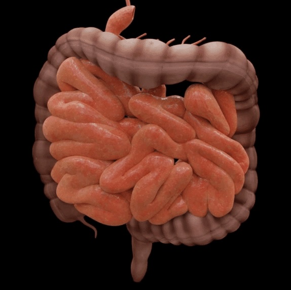 Campaña “Escuchá tu panza” detectó más de 120 casos sospechosos de Enfermedad Inflamatoria Intestinal en Costa&nbsp;Rica
